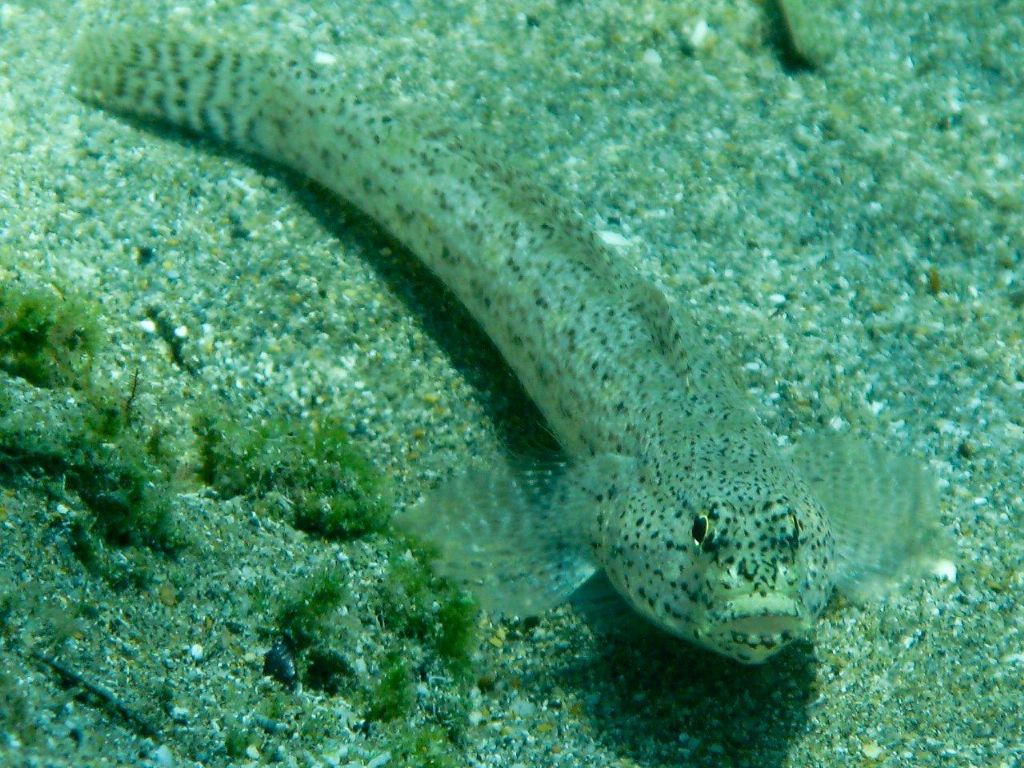 Gobius incognitus, Gobius fallax e Gobius geniporus